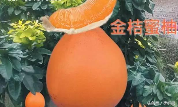 黄心柚子有什么功效，又到家乡蜜柚成熟时