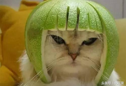 黄心柚子有什么功效，又到家乡蜜柚成熟时