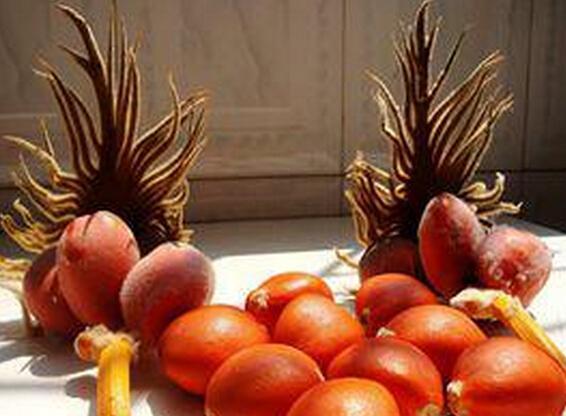 铁树花的功效与作用，铁树花（人们吃这果子化痰止咳）