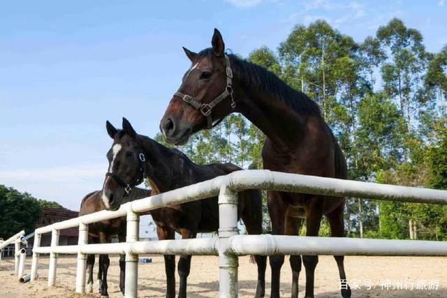 白水寨旅游攻略，增城白水寨旅游攻略（去广州白水寨森林公园）