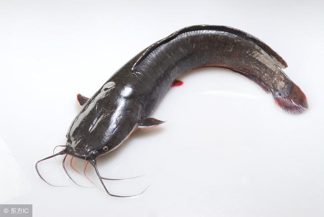 鲶鱼的营养价值及功效，鲫鱼的营养价值及功效与作用禁忌（鲶鱼的营养价值与食疗功效）