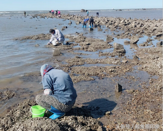 鲅鱼圈旅游攻略，营口鲅鱼圈旅游攻略（国庆长假鲅鱼圈旅游赶海攻略）