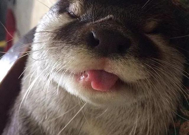 海獭和水獭的区别，海獭和水獭的区别和照片