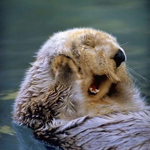 海獭和水獭的区别，海獭和水獭的区别和照片