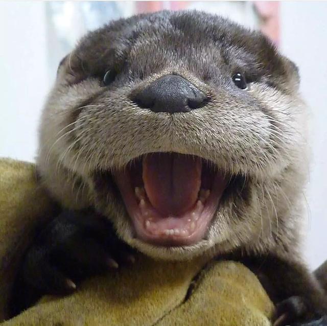 海獭和水獭的区别，海獭和水獭的区别和照片