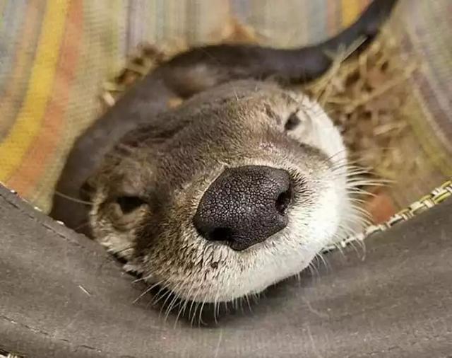 海獭和水獭的区别，海獭和水獭的区别和照片
