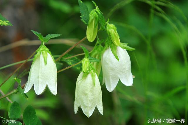 风铃的含义是什么，风铃什么寓意（风铃草简介及图片欣赏）
