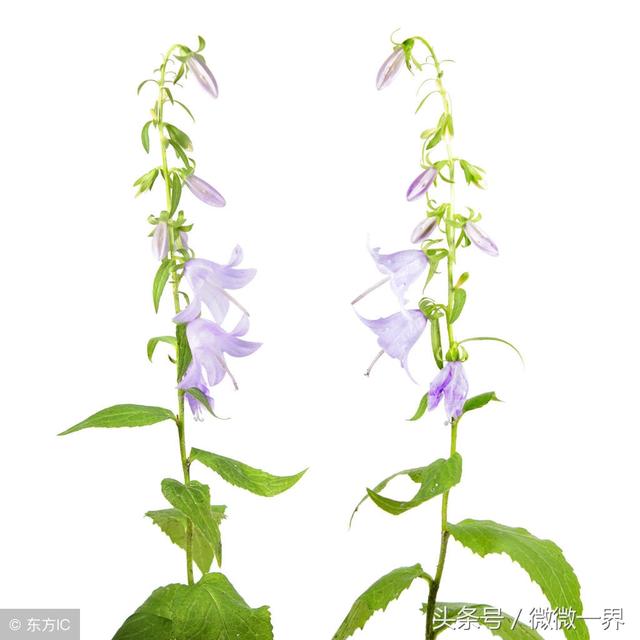 风铃的含义是什么，风铃什么寓意（风铃草简介及图片欣赏）