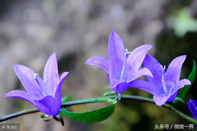 风铃的含义是什么，风铃什么寓意（风铃草简介及图片欣赏）