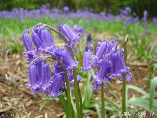 风铃的含义是什么，风铃什么寓意（风铃草简介及图片欣赏）
