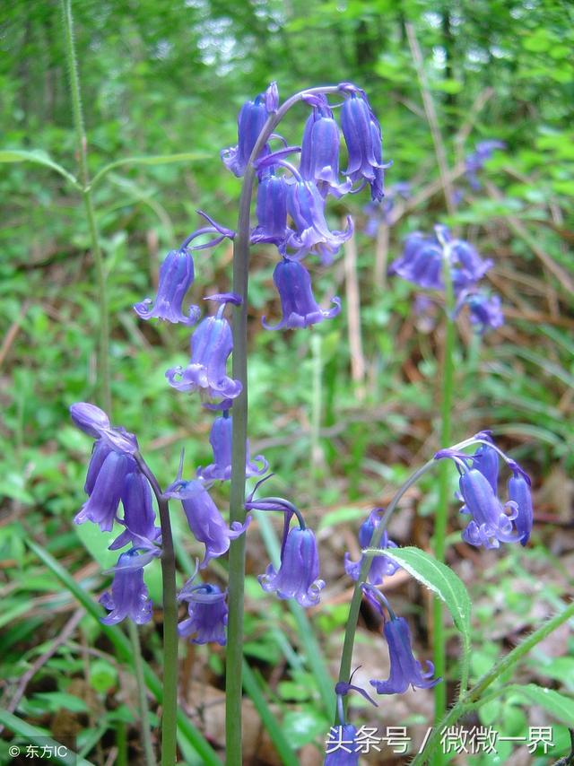 风铃的含义是什么，风铃什么寓意（风铃草简介及图片欣赏）