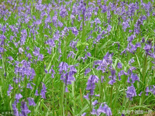 风铃的含义是什么，风铃什么寓意（风铃草简介及图片欣赏）