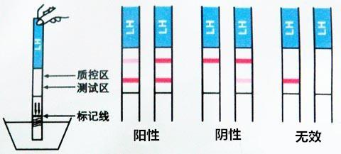 验孕棒多久能测出来，验孕棒多久能测出怀孕（女性怀孕最快多久可以用验孕棒测出来）