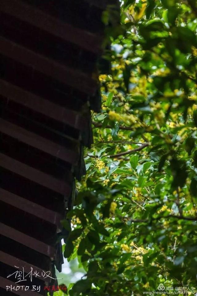 形容桂花香的句子，形容桂花香的句子和词语（桂子花开九里香）