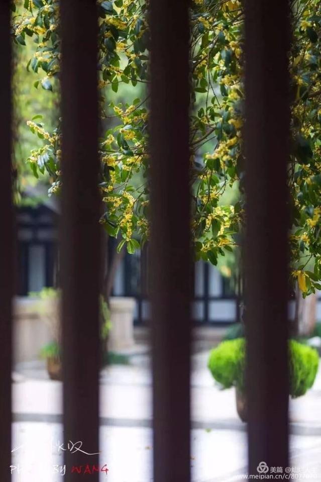 形容桂花香的句子，形容桂花香的句子和词语（桂子花开九里香）