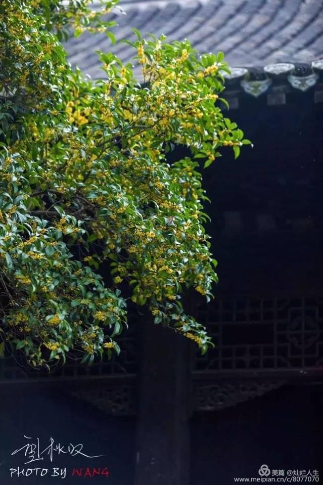 形容桂花香的句子，形容桂花香的句子和词语（桂子花开九里香）