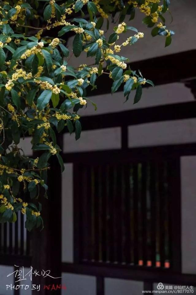 形容桂花香的句子，形容桂花香的句子和词语（桂子花开九里香）