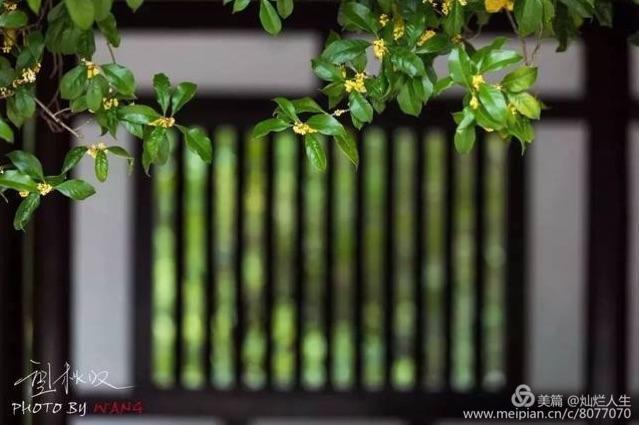 形容桂花香的句子，形容桂花香的句子和词语（桂子花开九里香）