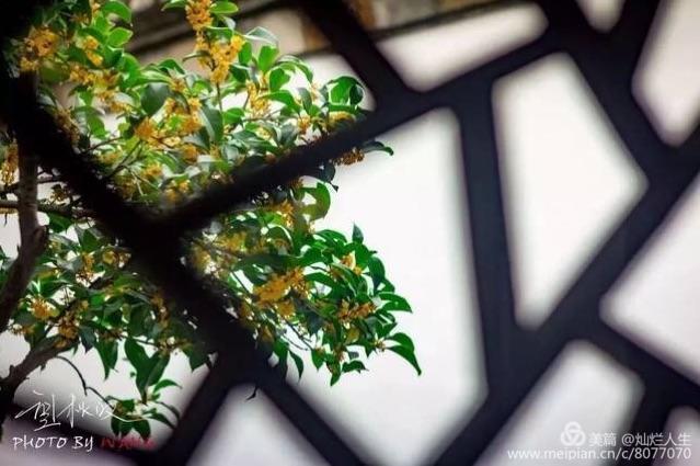 形容桂花香的句子，形容桂花香的句子和词语（桂子花开九里香）