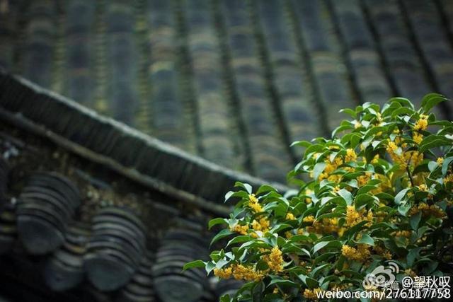 形容桂花香的句子，形容桂花香的句子和词语（桂子花开九里香）