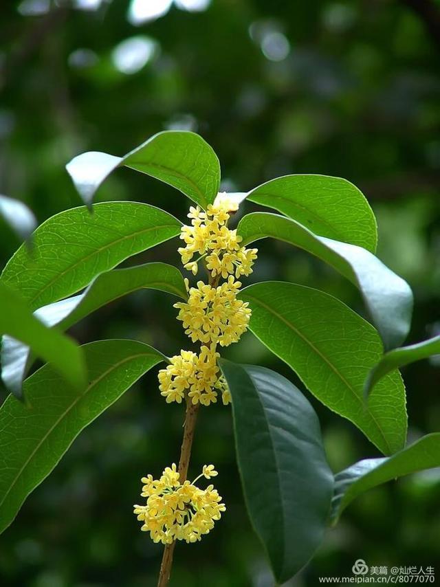 形容桂花香的句子，形容桂花香的句子和词语（桂子花开九里香）