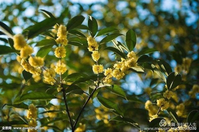 形容桂花香的句子，形容桂花香的句子和词语（桂子花开九里香）
