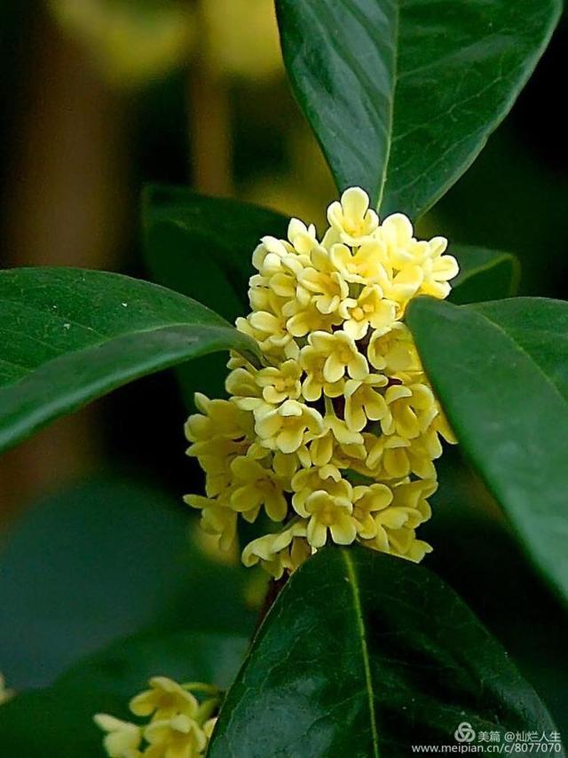 形容桂花香的句子，形容桂花香的句子和词语（桂子花开九里香）