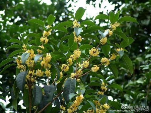 形容桂花香的句子，形容桂花香的句子和词语（桂子花开九里香）