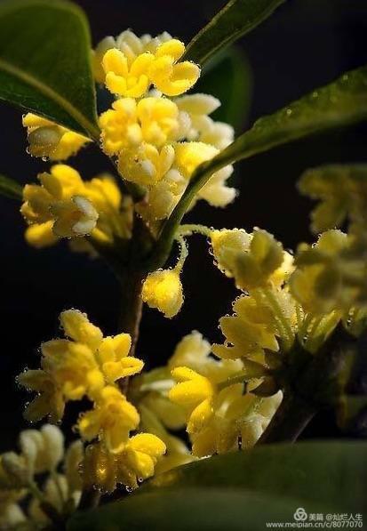 形容桂花香的句子，形容桂花香的句子和词语（桂子花开九里香）