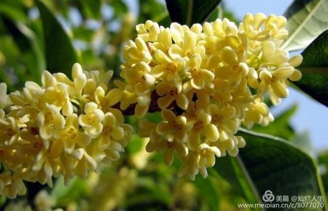 形容桂花香的句子，形容桂花香的句子和词语（桂子花开九里香）