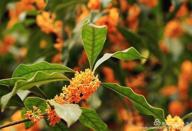 形容桂花香的句子，形容桂花香的句子和词语（桂子花开九里香）