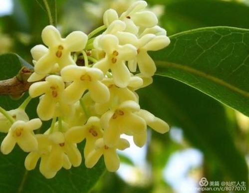 形容桂花香的句子，形容桂花香的句子和词语（桂子花开九里香）