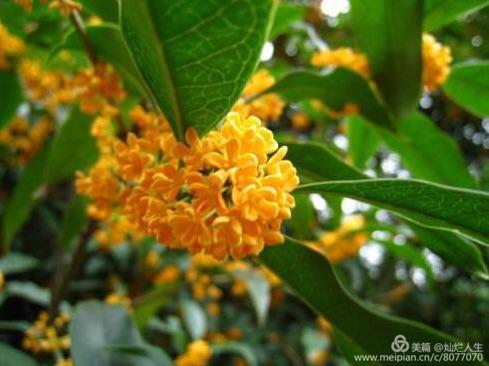 形容桂花香的句子，形容桂花香的句子和词语（桂子花开九里香）