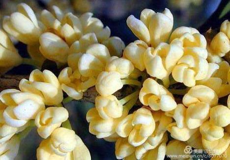 形容桂花香的句子，形容桂花香的句子和词语（桂子花开九里香）