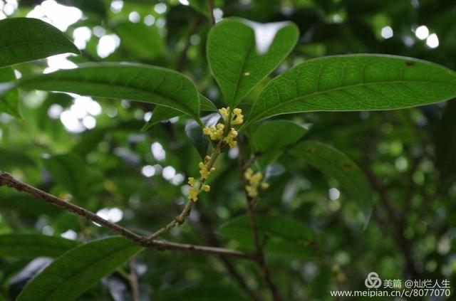 形容桂花香的句子，形容桂花香的句子和词语（桂子花开九里香）