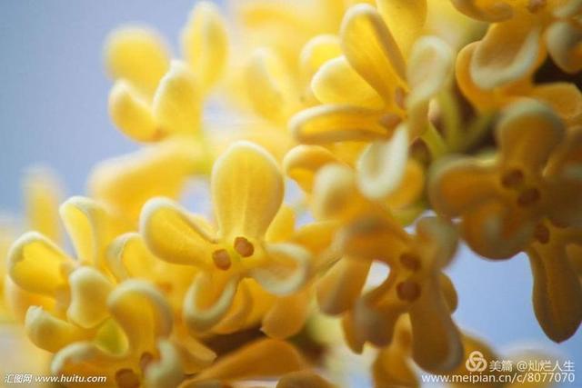 形容桂花香的句子，形容桂花香的句子和词语（桂子花开九里香）