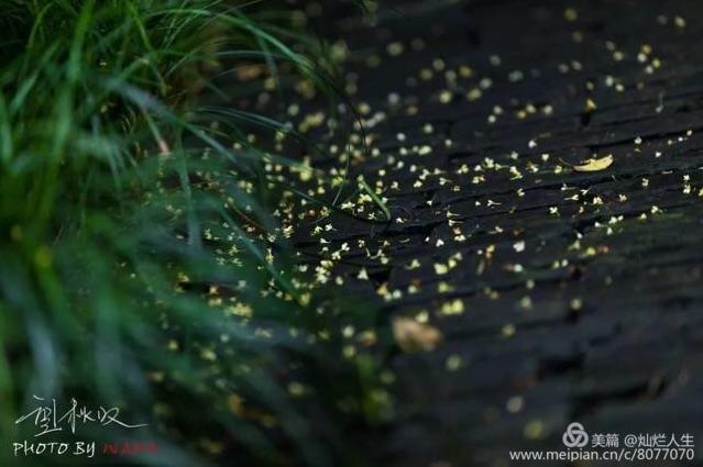 形容桂花香的句子，形容桂花香的句子和词语（桂子花开九里香）