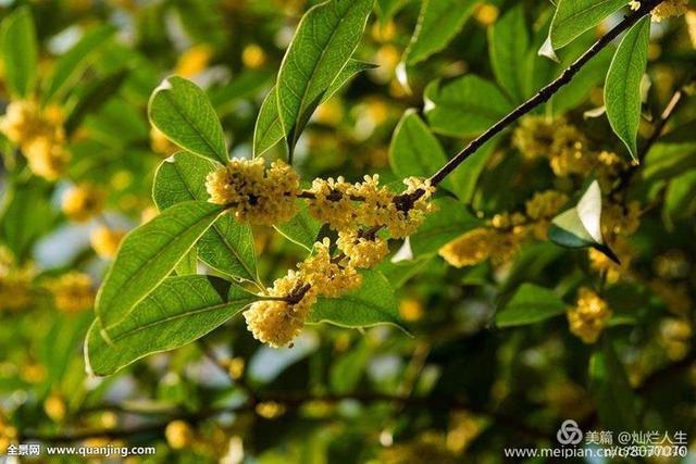 形容桂花香的句子，形容桂花香的句子和词语（桂子花开九里香）