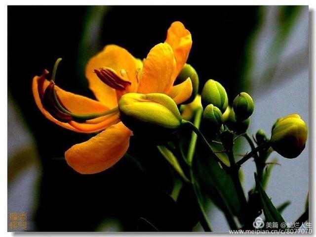 形容桂花香的句子，形容桂花香的句子和词语（桂子花开九里香）