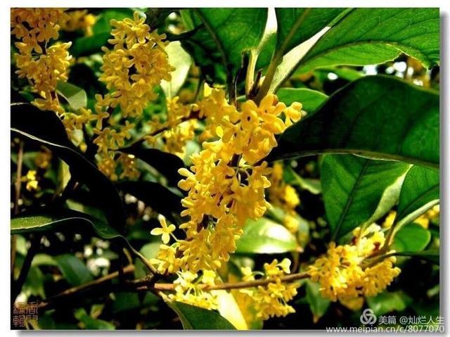 形容桂花香的句子，形容桂花香的句子和词语（桂子花开九里香）