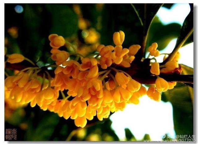 形容桂花香的句子，形容桂花香的句子和词语（桂子花开九里香）