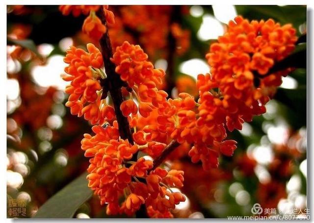 形容桂花香的句子，形容桂花香的句子和词语（桂子花开九里香）