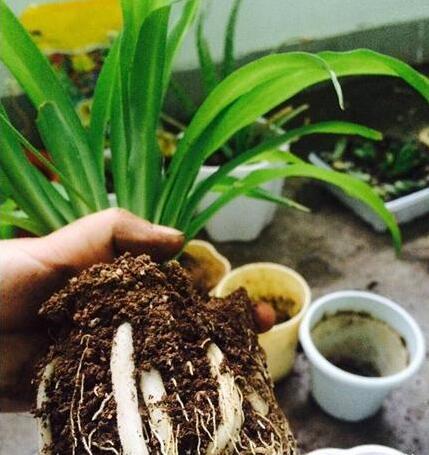 球花吊兰养殖方法，球花吊兰养殖方法图解（吊兰有“3个”养护窍门）