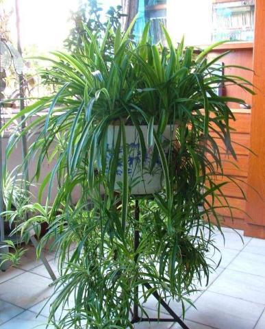 球花吊兰养殖方法，球花吊兰养殖方法图解（吊兰有“3个”养护窍门）