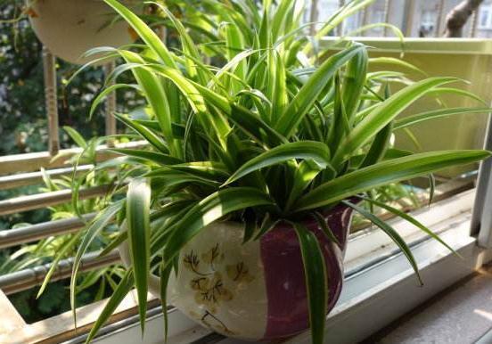 球花吊兰养殖方法，球花吊兰养殖方法图解（吊兰有“3个”养护窍门）