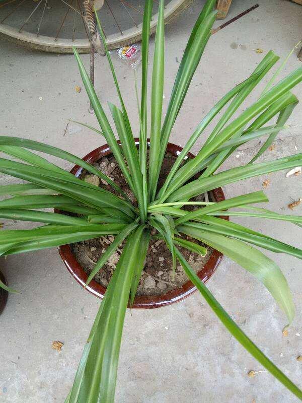 球花吊兰养殖方法，球花吊兰养殖方法图解（吊兰有“3个”养护窍门）