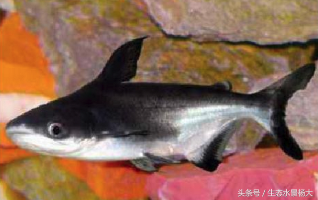 有哪些鲨鱼可以养在水族箱里，水族箱里除了养鱼还可以养什么（可以在鱼缸里养殖的“小鲨鱼”都有哪些）