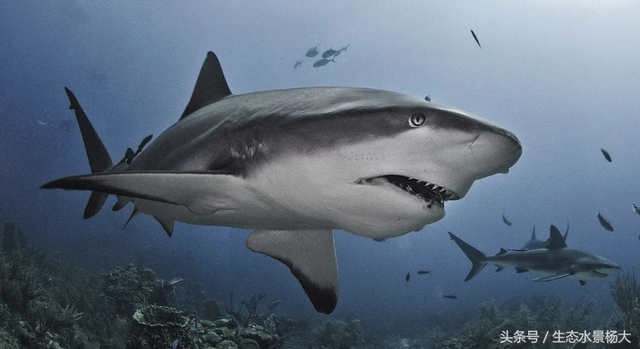 有哪些鲨鱼可以养在水族箱里，水族箱里除了养鱼还可以养什么（可以在鱼缸里养殖的“小鲨鱼”都有哪些）