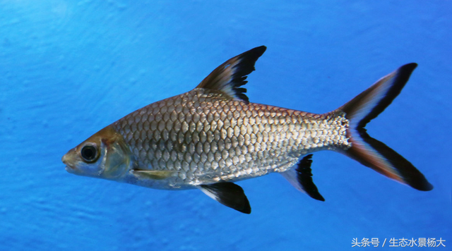 有哪些鲨鱼可以养在水族箱里，水族箱里除了养鱼还可以养什么（可以在鱼缸里养殖的“小鲨鱼”都有哪些）