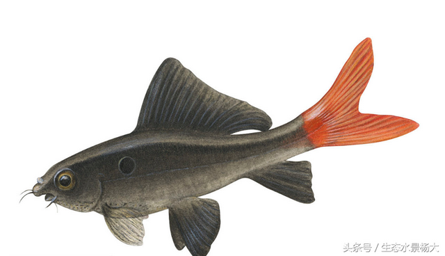 有哪些鲨鱼可以养在水族箱里，水族箱里除了养鱼还可以养什么（可以在鱼缸里养殖的“小鲨鱼”都有哪些）